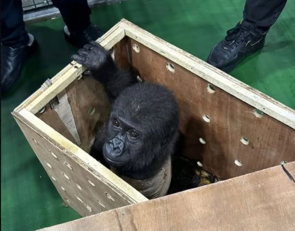 Γοριλάκι διασώθηκε από το αεροδρόμιο της Κωνσταντινούπολης – Θα το μετέφεραν παράνομα στην Μπανγκόκ