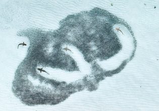 Royal Society Publishing: Καρχαρίες, νεφελώματα και κλιματική κρίση στις κορυφαίες φωτογραφίες της χρονιάς