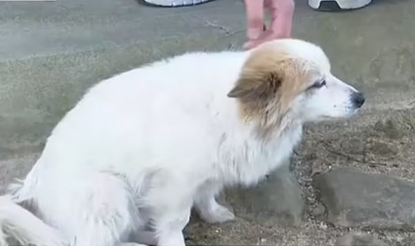 Νότια Κορέα: Σκυλάκι περιμένει καρτερικά τους ιδιοκτήτες του που σκοτώθηκαν στην αεροπορική τραγωδία