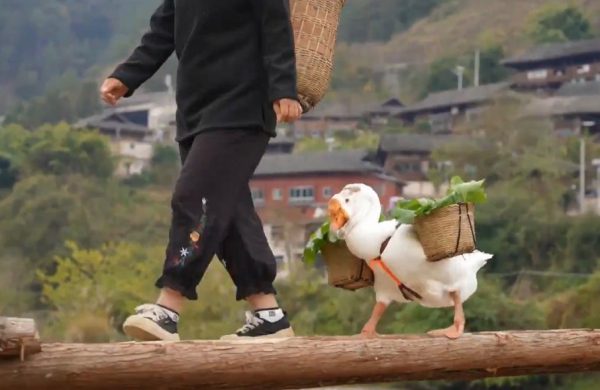 Η ιστορία μιας χήνας που εργάζεται… και το κάνει με στυλ