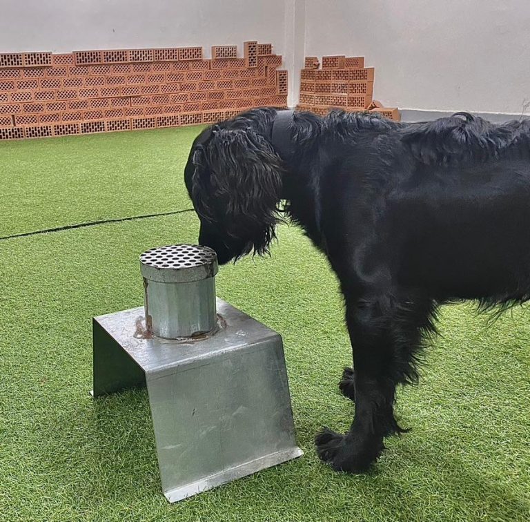 Σκύλοι ανίχνευσης: Γιατί είναι σημαντικοί; – Πώς εκπαιδεύονται