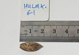 Άγνωστο είδος δέντρου φύτρωσε από σπόρο 1.000 ετών