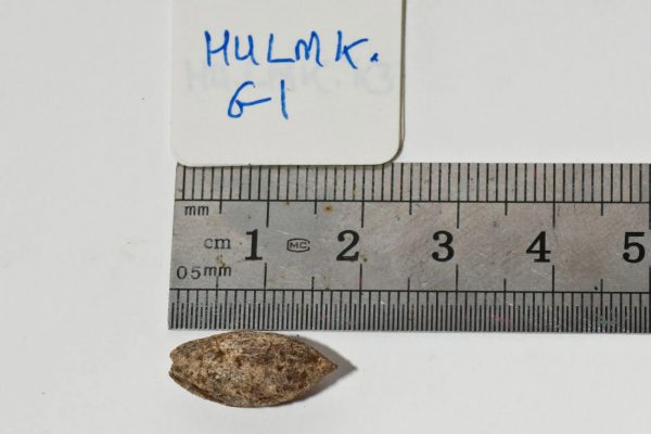 Άγνωστο είδος δέντρου φύτρωσε από σπόρο 1.000 ετών