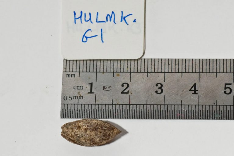 Άγνωστο είδος δέντρου φύτρωσε από σπόρο 1.000 ετών