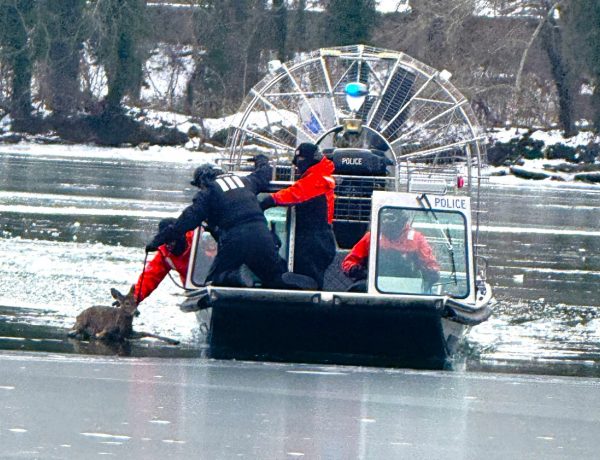 Ελάφι διασώθηκε από τα παγωμένα νερά ποταμού Potomac στην Ουάσινγκτον