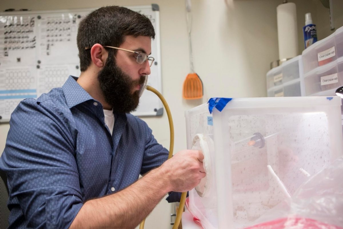 Ο επικεφαλής της μελέτης Κρίστοφερ Χολμς παγιδεύει κουνούπια σε σωλήνες ρουφώντας έναν λαστιχένιο σωλήνα (Andrew Higley)