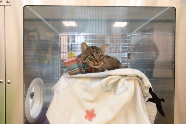 Φωτιές στην Καλιφόρνια: Δεκάδες κατοικίδια έχουν επιστρέψει στους ιδιοκτήτες τους