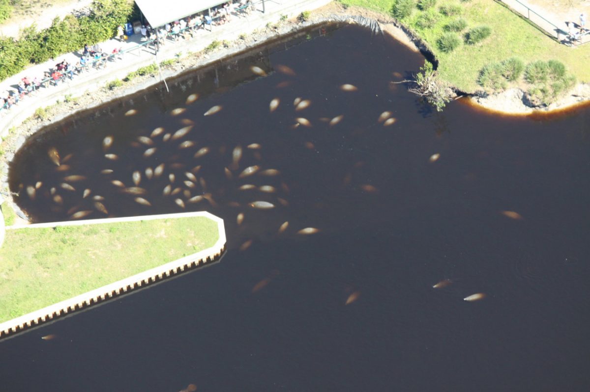 Μανάτοι δίπλα σε σταθμό ηλεκτροπαραγωγής στο Φορτ Μέγιερς (FWC Fish and Wildlife Research Institute)