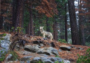Κλιματική αλλαγή: Γιατί η σωτηρία της άγριας ζωής είναι κομβικής σημασίας