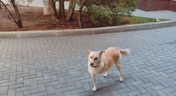 Μολδαβία: Συναγερμός και αίσιο τέλος για τον… Πρώτο Σκύλο – Τι συνέβη