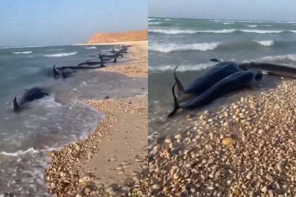 Δεκάδες ετοιμοθάνατα δελφίνια ξεβράστηκαν σε παραλία της Σομαλίας