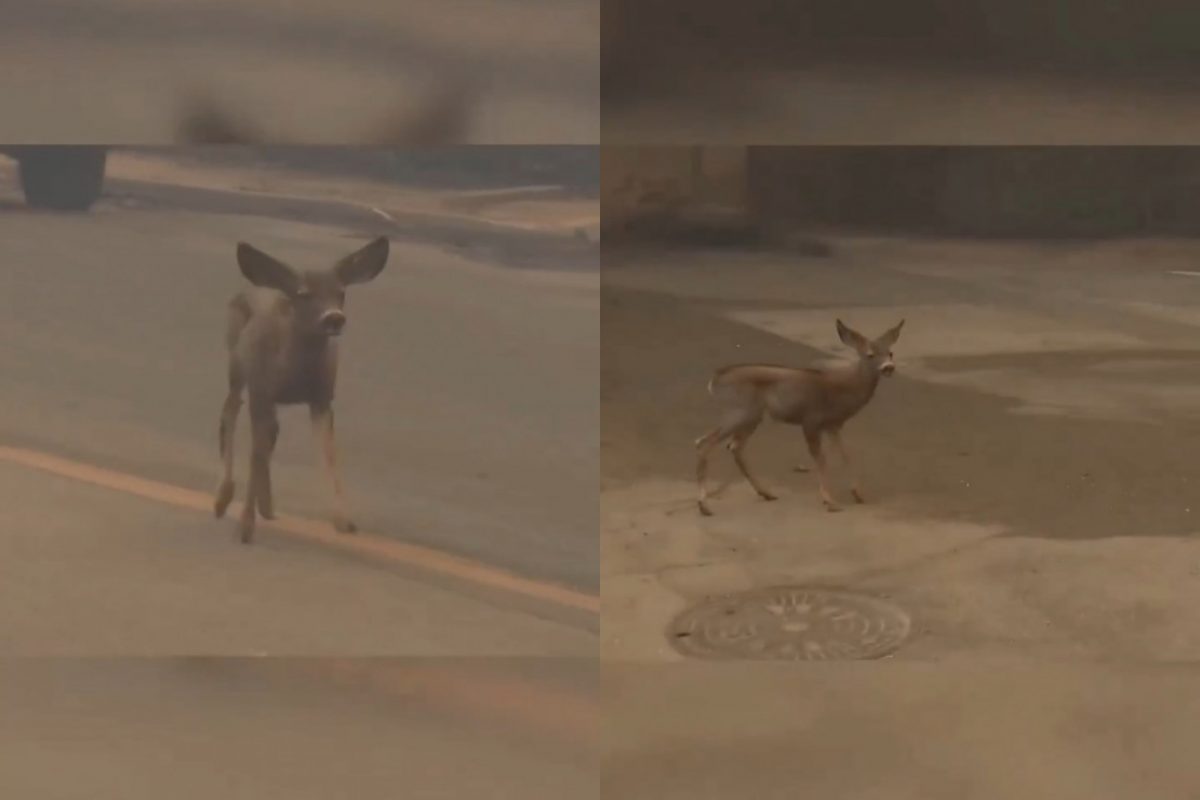 Ελαφάκι τρέχει να σωθεί από τις πυρκαγιές στο Λος Άντζελες – «Οι αδύναμες φωνές πληρώνουν το υψηλότερο τίμημα»