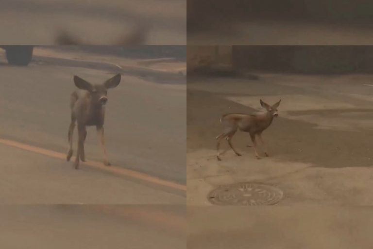 Ελαφάκι τρέχει να σωθεί από τις πυρκαγιές στο Λος Άντζελες – «Οι αδύναμες φωνές πληρώνουν το υψηλότερο τίμημα»