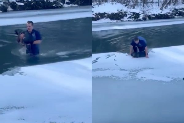 Βούτηξε σε παγωμένο ποτάμι για να σώσει έναν σκύλο – Η συγκινητική πράξη που έγινε viral