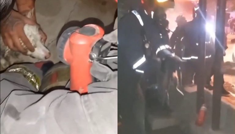 Η γρήγορη αντίδραση κατοίκων που έσωσε γάτα και σκύλο από τη φωτιά