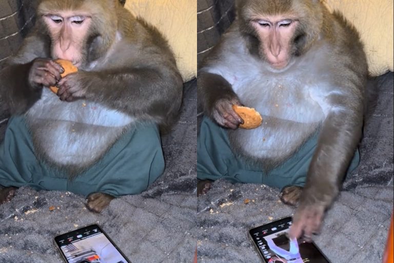 Μαϊμού τσιμπολογάει και… χαζεύει στο TikTok σαν άνθρωπος