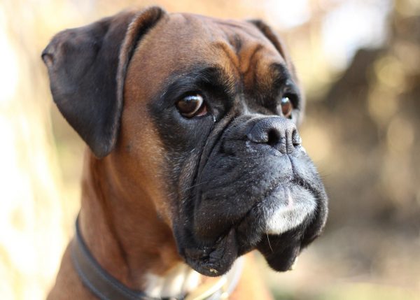 Τα ζώα συντροφιάς που επιτρέπεται να μετακινούνται με τα μέσα συγκοινωνίας  – Τα do και τα don’t