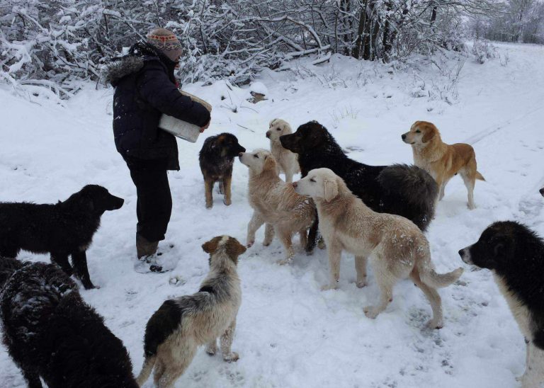 Βοηθάμε τα αδεσποτάκια της Κοζάνης να επιβιώσουν – Δίπλα τους δύο εθελοντές
