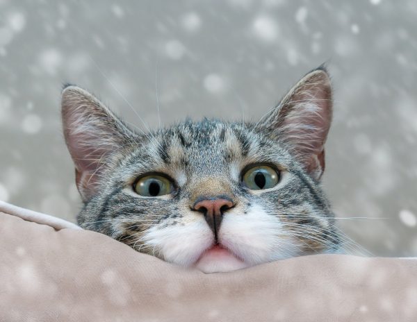 Μωρό στο σπίτι: Πώς θα το… ανακοινώσετε στη γάτα σας – Ο τρόπος για να γίνουν οι «συστάσεις»