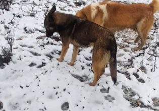 Τα αδεσποτούλια της Καρδίτσας μας χρειάζονται για να αντέξουν την παγωνιά – Τρεις εθελόντριες στο πλευρό τους