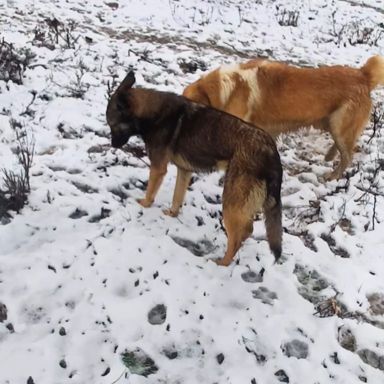 Τα αδεσποτούλια της Καρδίτσας μας χρειάζονται για να αντέξουν την παγωνιά – Τρεις εθελόντριες στο πλευρό τους