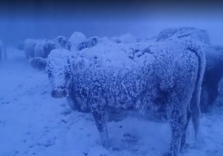 Αγελάδες σκεπασμένες με χιόνι αντιμέτωπες με την καναδική χιονοθύελλα