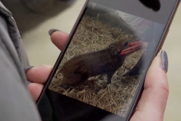 Γαλλία: Οι ακτιβιστές για τα δικαιώματα των ζώων πανηγυρίζουν – Η Rillette, το αγριογούρουνο, θα ζήσει