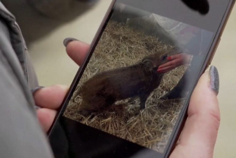 Γαλλία: Οι ακτιβιστές για τα δικαιώματα των ζώων πανηγυρίζουν – Η Rillette, το αγριογούρουνο, θα ζήσει