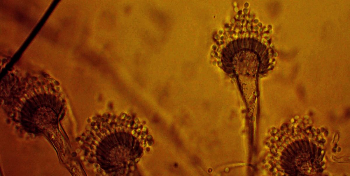 Ασπέργιλλος:  Ο μύκητας που τρομάζει την δημόσια υγεία της Ευρώπης