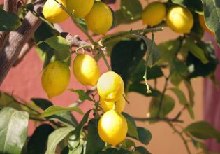 Ίλιον: Στο νοσοκομείο 80χρονος έπειτα από καυγά για… λίγα λεμόνια