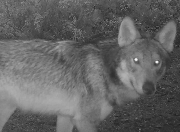 Ανήσυχοι οι κτηνοτρόφοι στον Ταΰγετο μετά την επιστροφή των λύκων