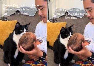 Γάτα: Ο συγκινητικός τρόπος που καλωσόρισε νεογέννητο στο σπίτι