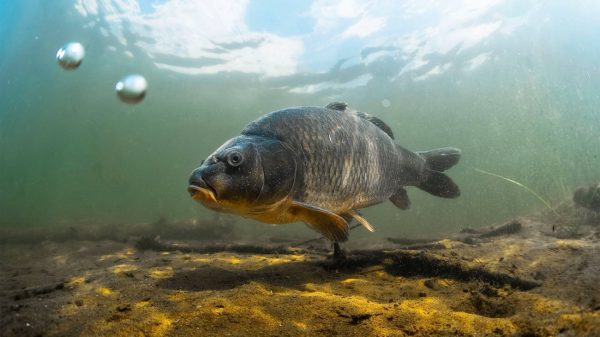 Ένα στα τέσσερα ζώα του γλυκού νερού κολυμπά προς την εξαφάνιση