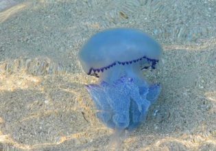 Εύβοια: Γέμισαν με μωβ μέδουσες οι παραλίες – Ανήσυχοι οι κάτοικοι