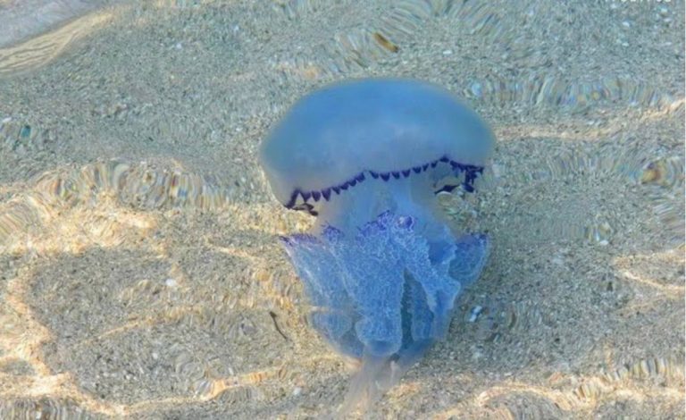 Εύβοια: Γέμισαν με μωβ μέδουσες οι παραλίες – Ανήσυχοι οι κάτοικοι