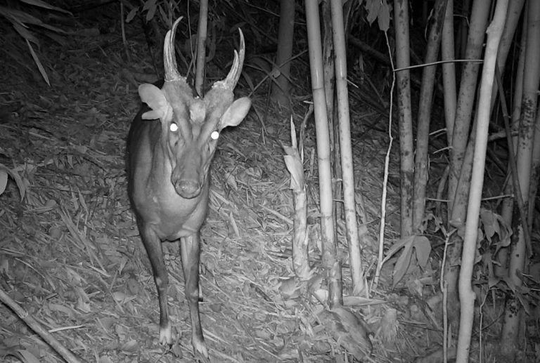 Άγρια Ζωή: Ζωντανοί και σπάνιοι θησαυροί βρέθηκαν σε απόκοσμο δάσος