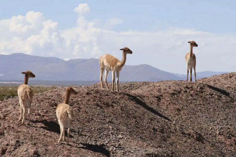 Κοπριά, η παραμελημένη ευλογία που χτίζει νέα οικοσυστήματα
