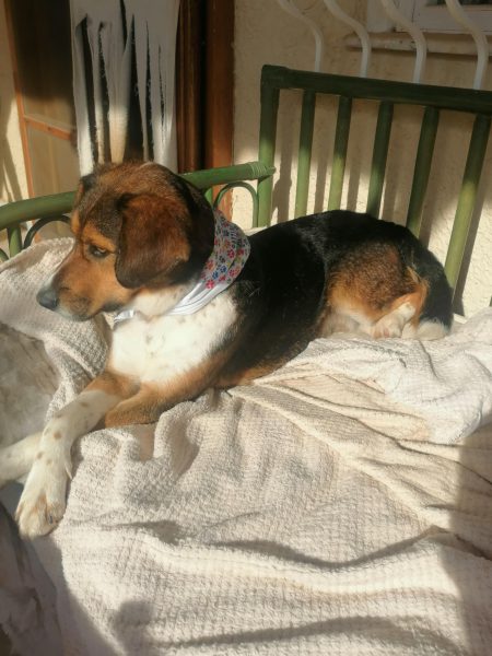 Μάιλο: Ο αδεσποτάκος σκυλάκος με τη χρυσή καρδιά περιμένει καρτερικά τη δική του οικογένεια