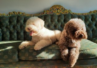 Ο σκύλος της φυλής Λαγκότο Ρομανιόλο: Έχει μάτια μόνο για τον άνθρωπό του