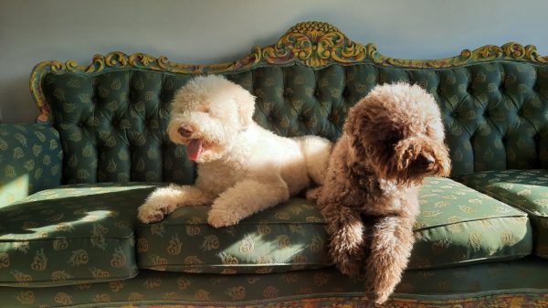 Ο σκύλος της φυλής Λαγκότο Ρομανιόλο: Έχει μάτια μόνο για τον άνθρωπό του