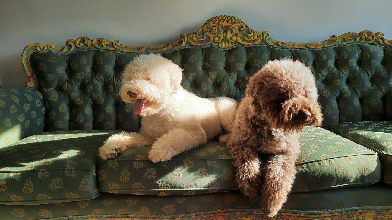 Ο σκύλος της φυλής Λαγκότο Ρομανιόλο: Έχει μάτια μόνο για τον άνθρωπό του