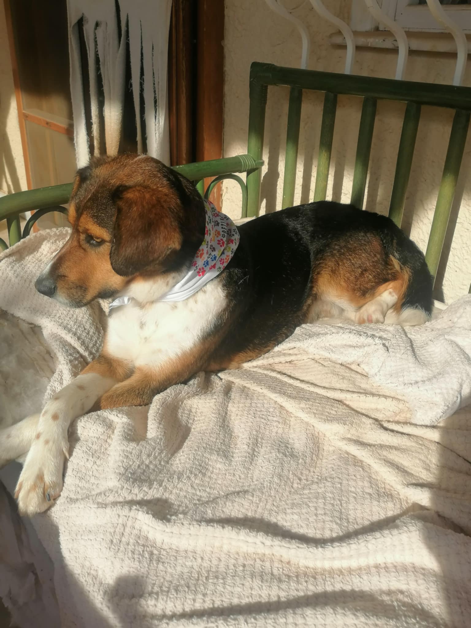 Μάιλο: Ο αδεσποτάκος σκυλάκος με τη χρυσή καρδιά περιμένει καρτερικά τη δική του οικογένεια