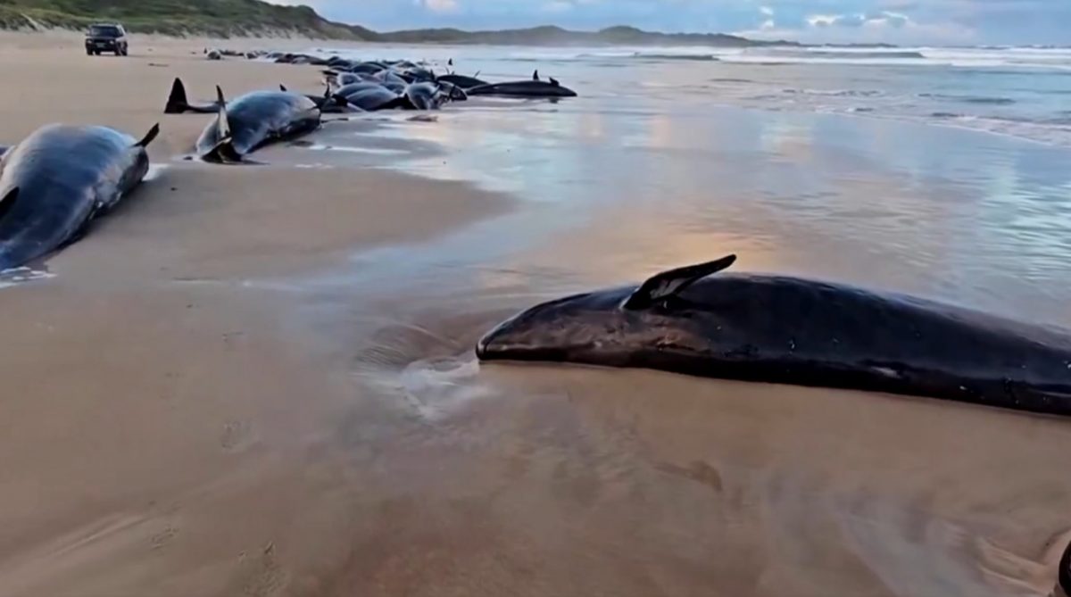 Αυστραλία: Ευθανασία σε 90 ψευδόρκες που εξόκειλαν σε παραλία της Τασμανίας