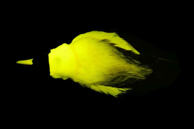 Φτερά, χρώματα και βιοφθορισμός – Τα παραδείσια πτηνά αποδεικνύεται ότι λάμπουν