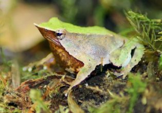 Αερογέφυρα σωτηρίας για το απειλούμενο βατραχάκι του Δαρβίνου