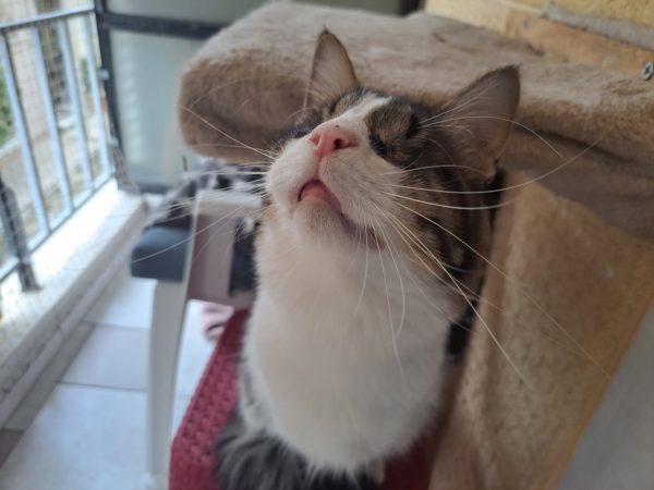 Δύο γυναίκες που σώζουν αδέσποτες γατούλες μας χρειάζονται