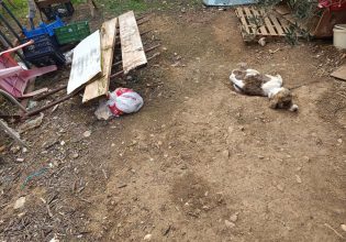 Χαλκιδική: Συνελήφθη 40χρονος που παράτησε τα σκυλιά του χωρίς τροφή – Το ένα κατέληξε