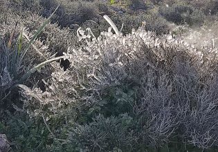 Κακοκαιρία Coral: Μοναδικό θέαμα στη Ρόδο – Το κύμα ψύχους πάγωσε τα λουλούδια