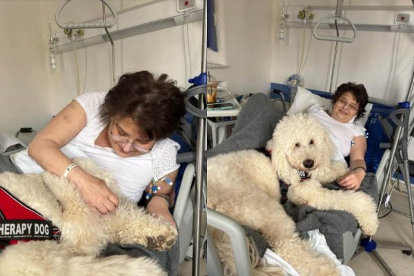 Ο Βαγγέλης είναι σκύλος θεραπείας και πλέον «εργάζεται» στο Γενικό Κρατικό Νοσοκομείο Νίκαιας