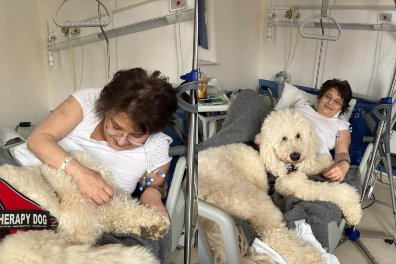 Ο Βαγγέλης είναι σκύλος θεραπείας και πλέον «εργάζεται» στο Γενικό Κρατικό Νοσοκομείο Νίκαιας